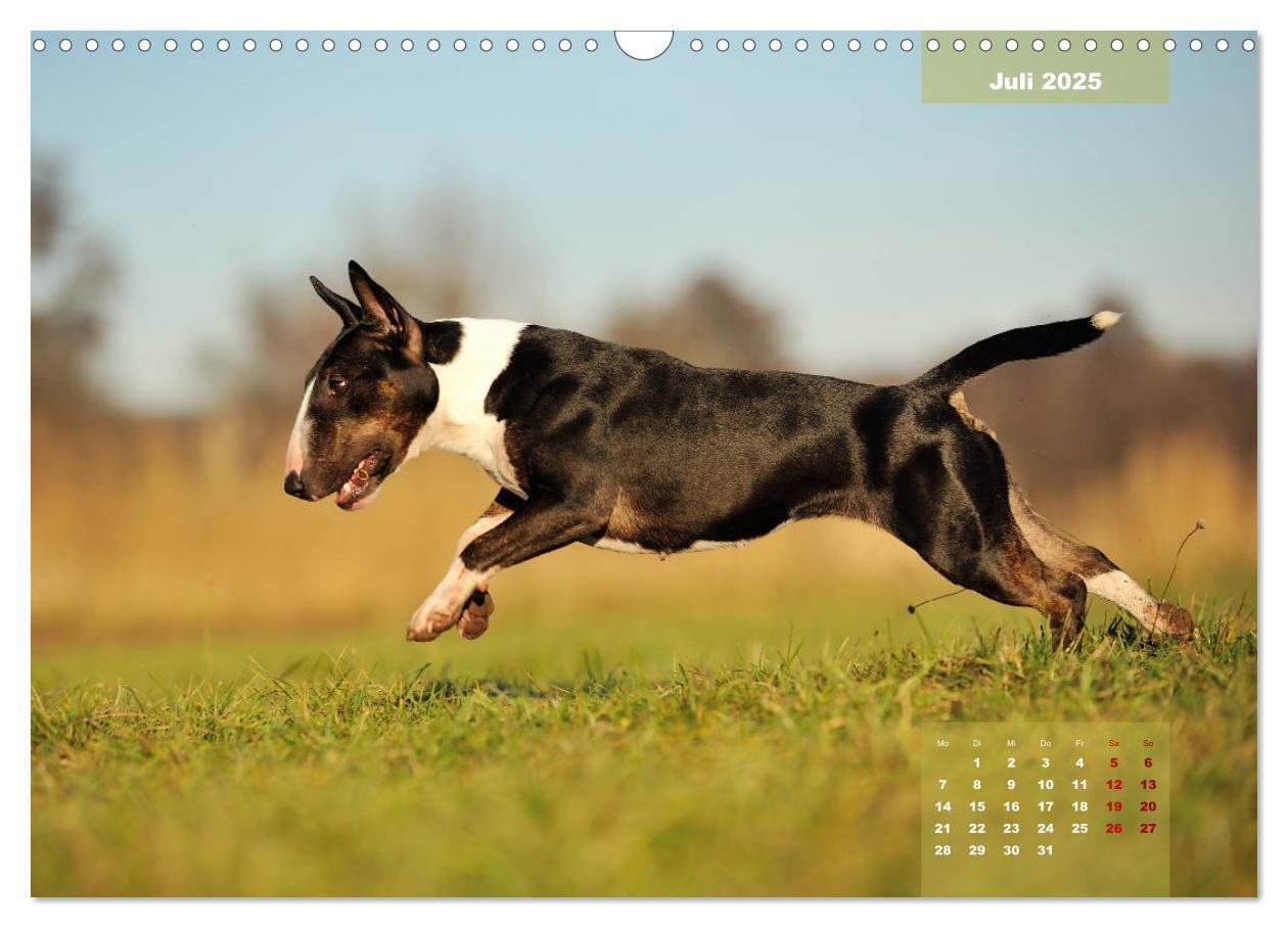 Bild: 9783435341122 | Bullterrier 2025 Frech und fröhlich durch das Jahr (Wandkalender...