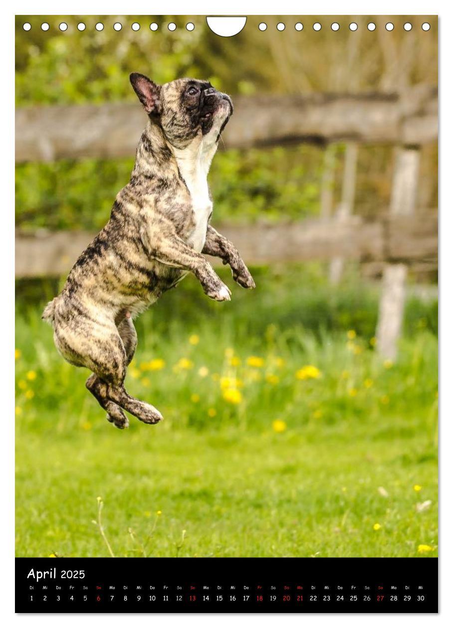 Bild: 9783457063538 | Französische Bulldoggen - Eine Bully Liebeserkärung (Wandkalender...