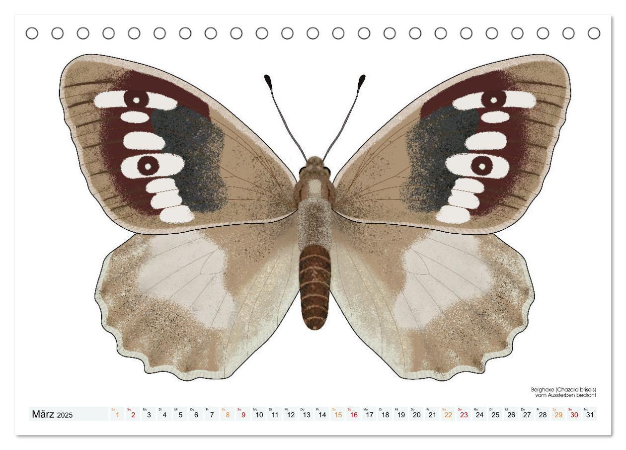 Bild: 9783383895982 | Schmetterlinge illustriert (Tischkalender 2025 DIN A5 quer),...