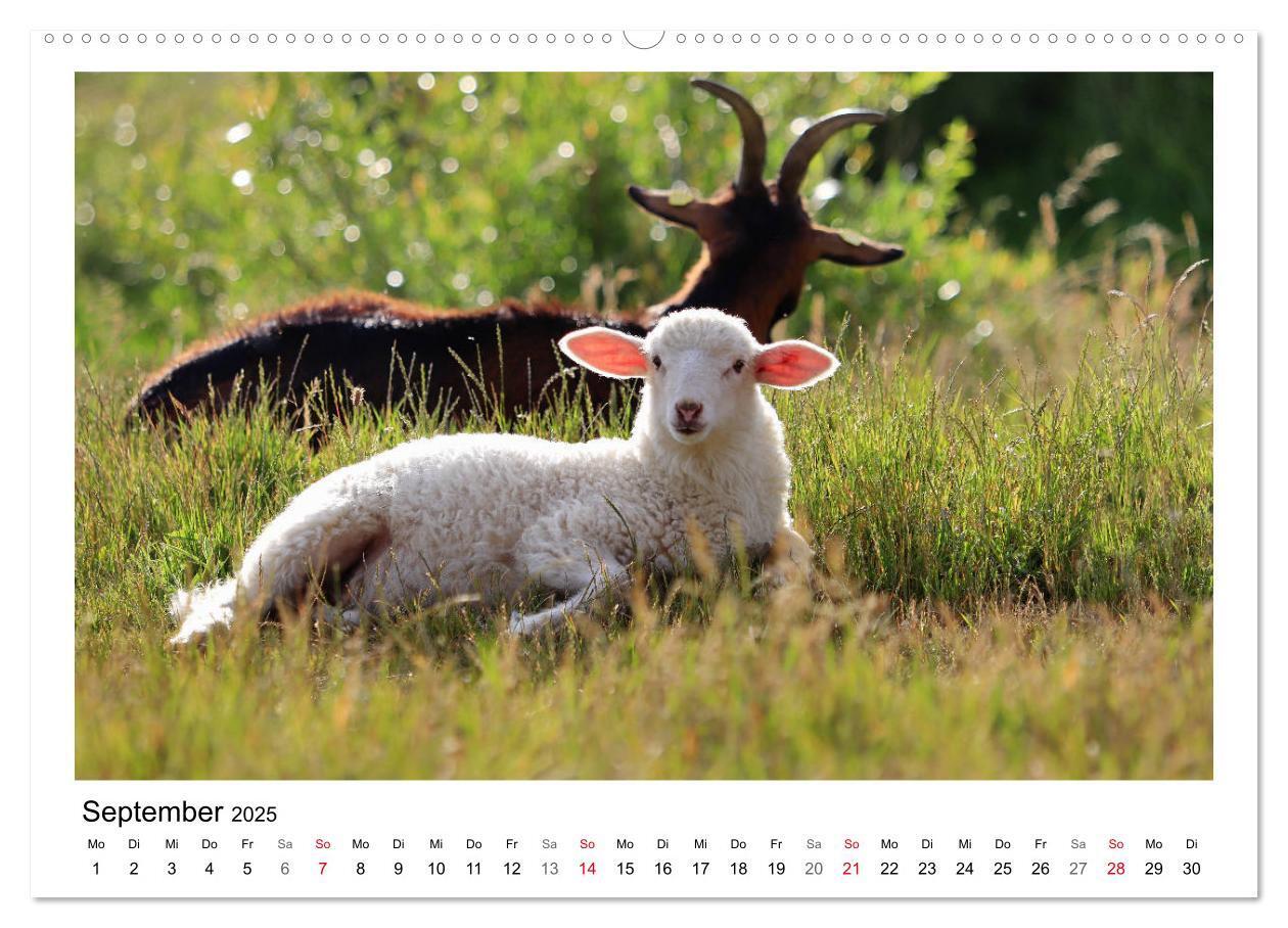 Bild: 9783435429318 | Schäfchen zählen - Mit Schafen durchs Jahr (Wandkalender 2025 DIN...