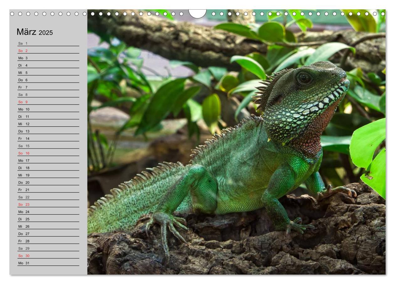 Bild: 9783435529261 | Kaltes Blut. Faszination Reptilien (Wandkalender 2025 DIN A3 quer),...