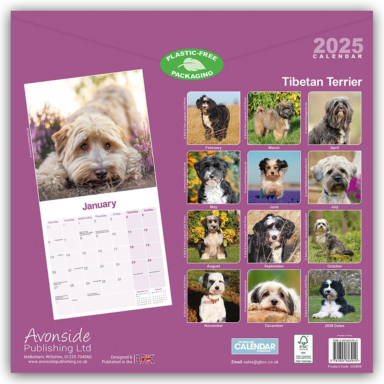 Rückseite: 9781804603949 | Tibetan Terrier - Tibet Terrier 2025 - 16-Monatskalender | Publishing