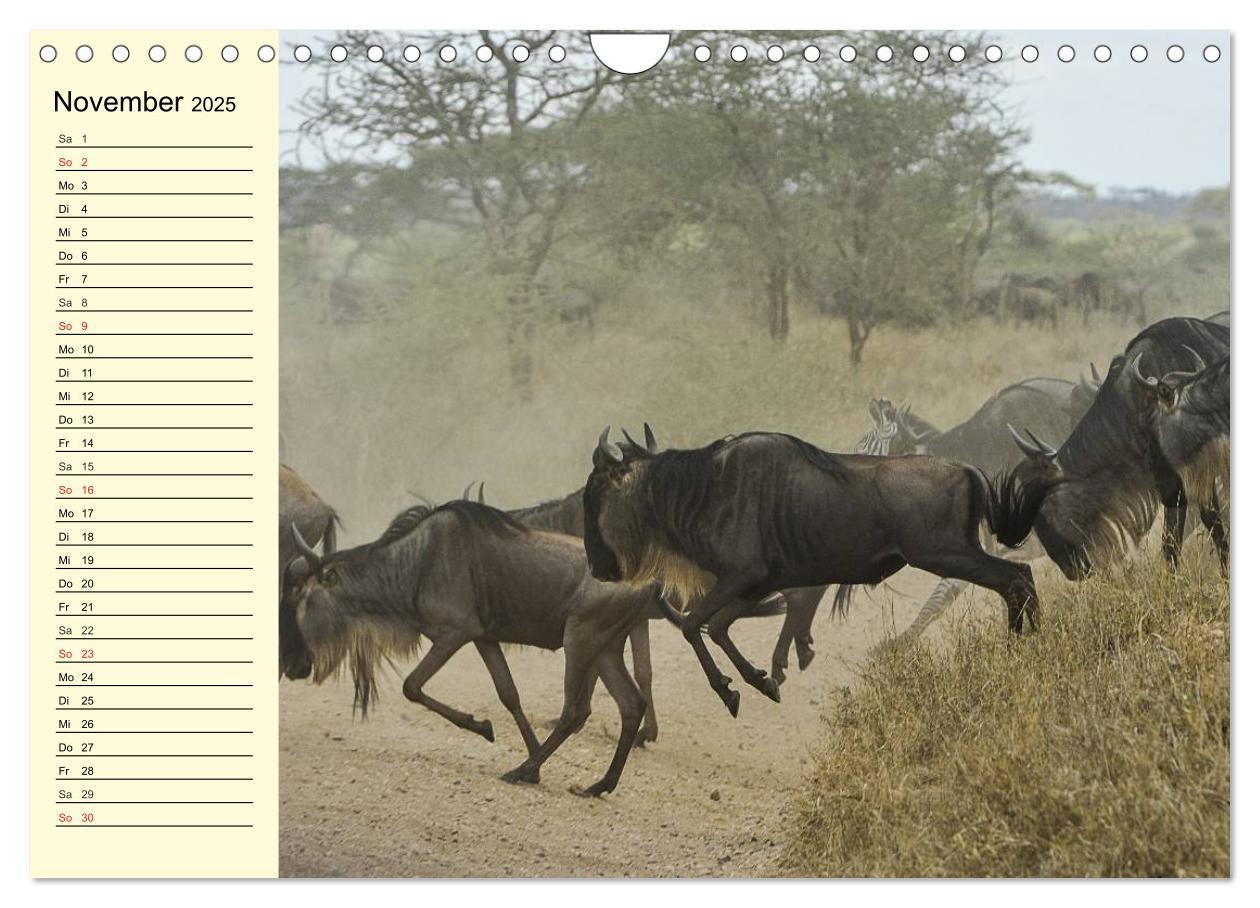 Bild: 9783435494118 | Afrika. Tiere in freier Wildbahn (Wandkalender 2025 DIN A4 quer),...