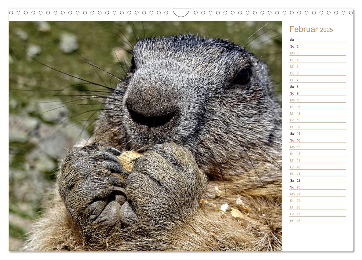 Bild: 9783435512027 | Wildlife - Verspielte Murmeltiere (Wandkalender 2025 DIN A3 quer),...