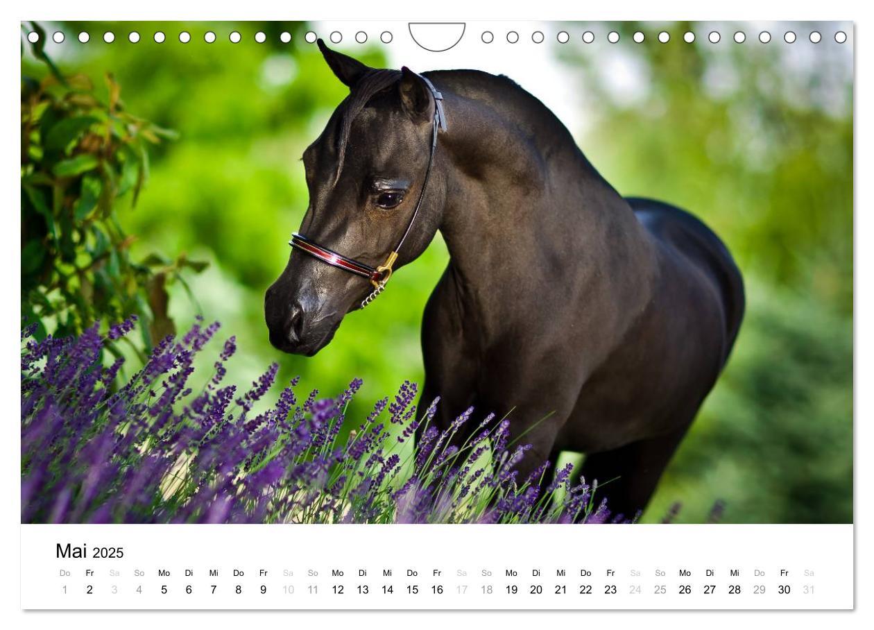 Bild: 9783435582815 | Pferde - Magdalena Strakova (Wandkalender 2025 DIN A4 quer),...