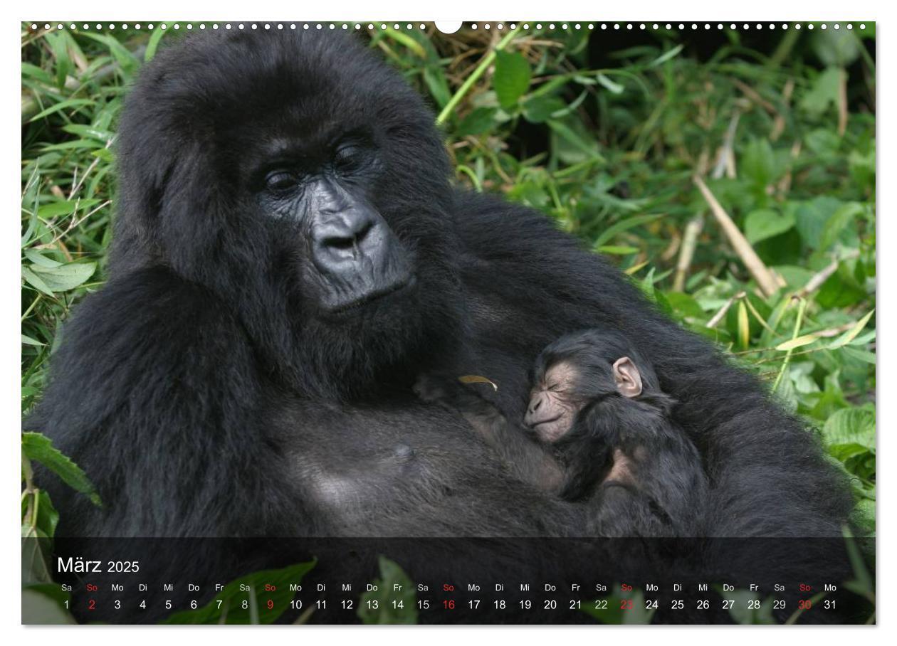 Bild: 9783435623549 | Menschenaffen. Gorillas, Schimpansen, Orang-Utans (Wandkalender...