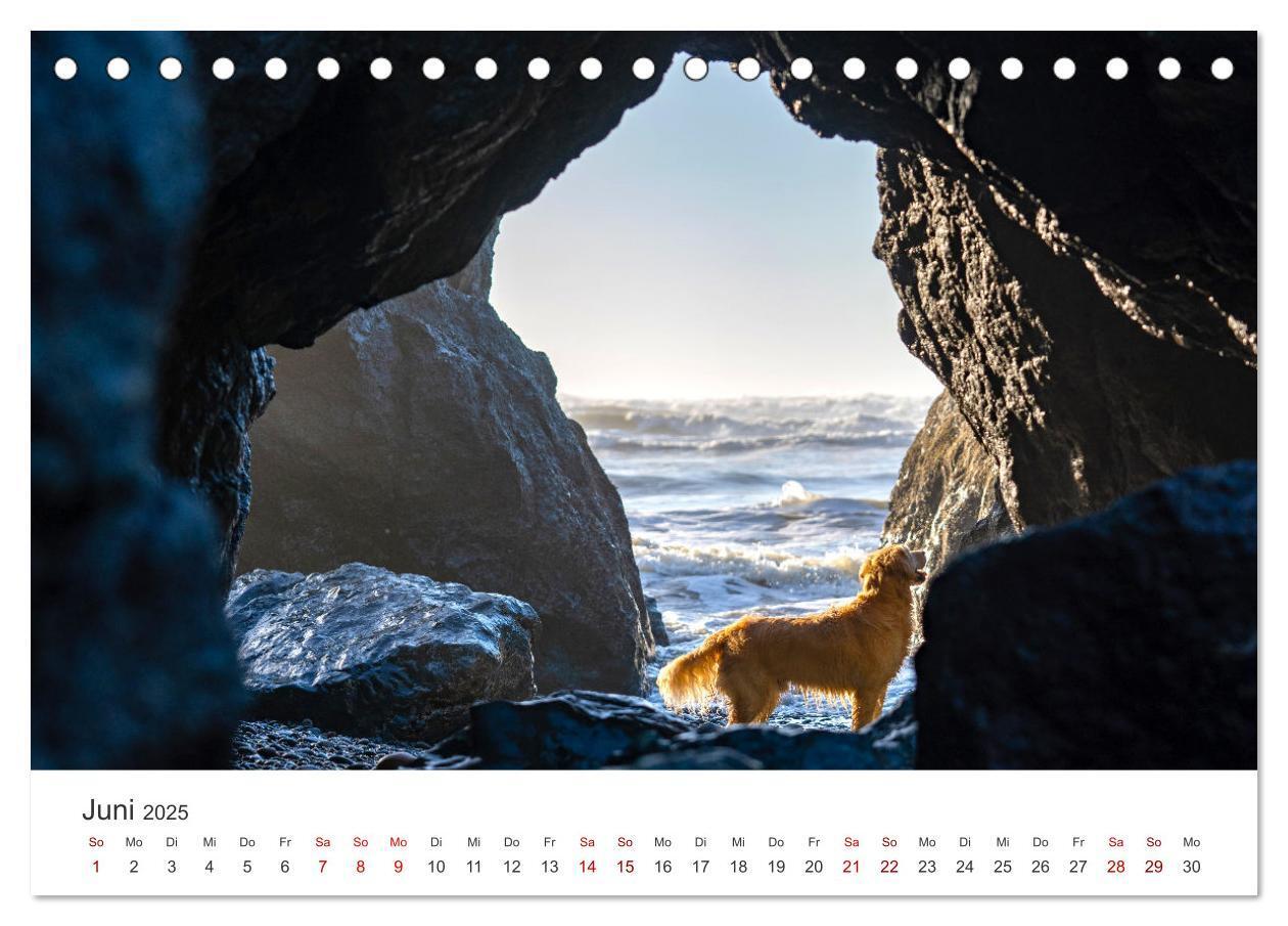 Bild: 9783383941504 | Golden Retriever - Die treuen Begleiter. (Tischkalender 2025 DIN A5...