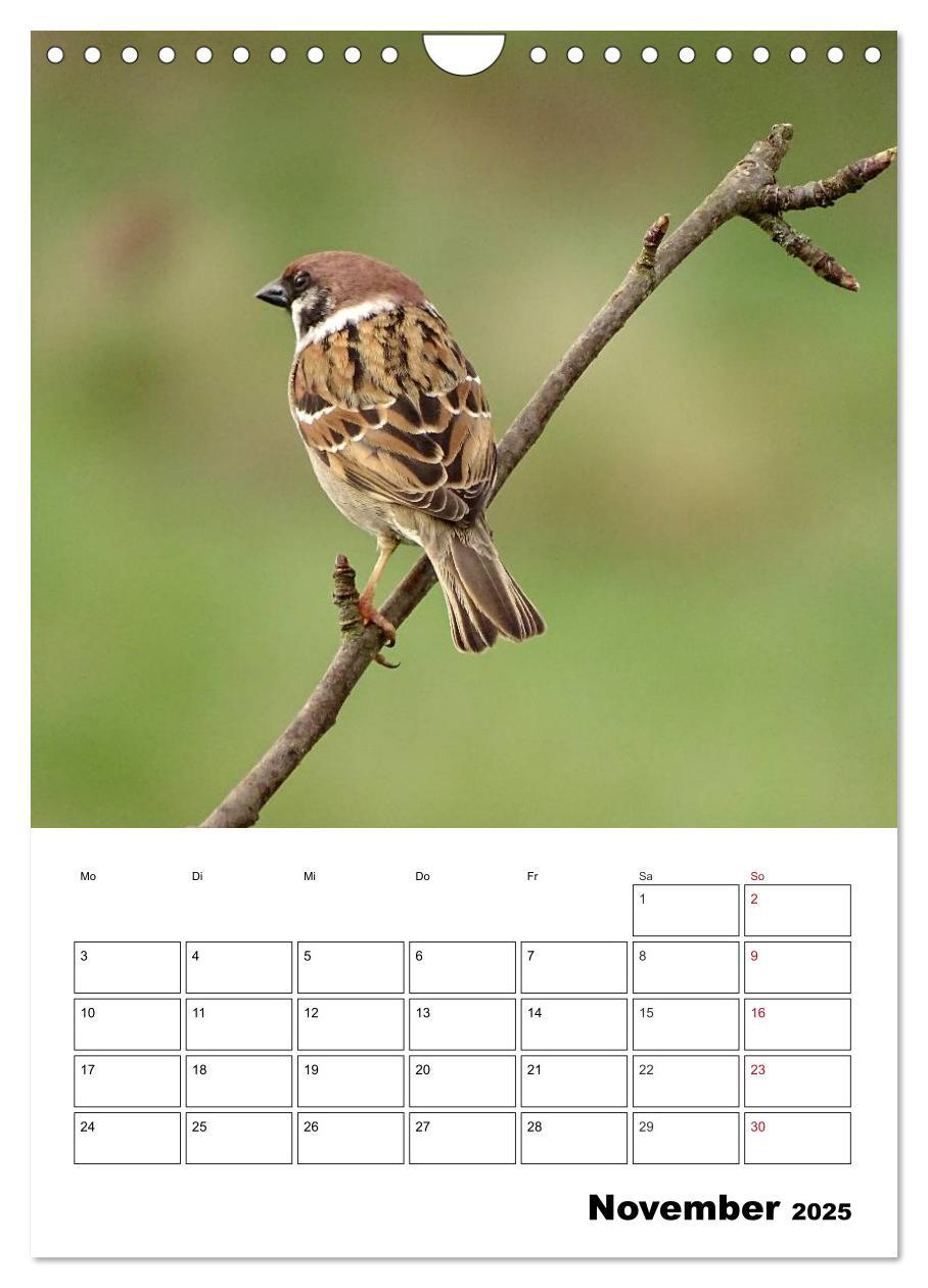 Bild: 9783457042380 | Amsel, Drossel, Fink und Star - beobachtet (Wandkalender 2025 DIN...