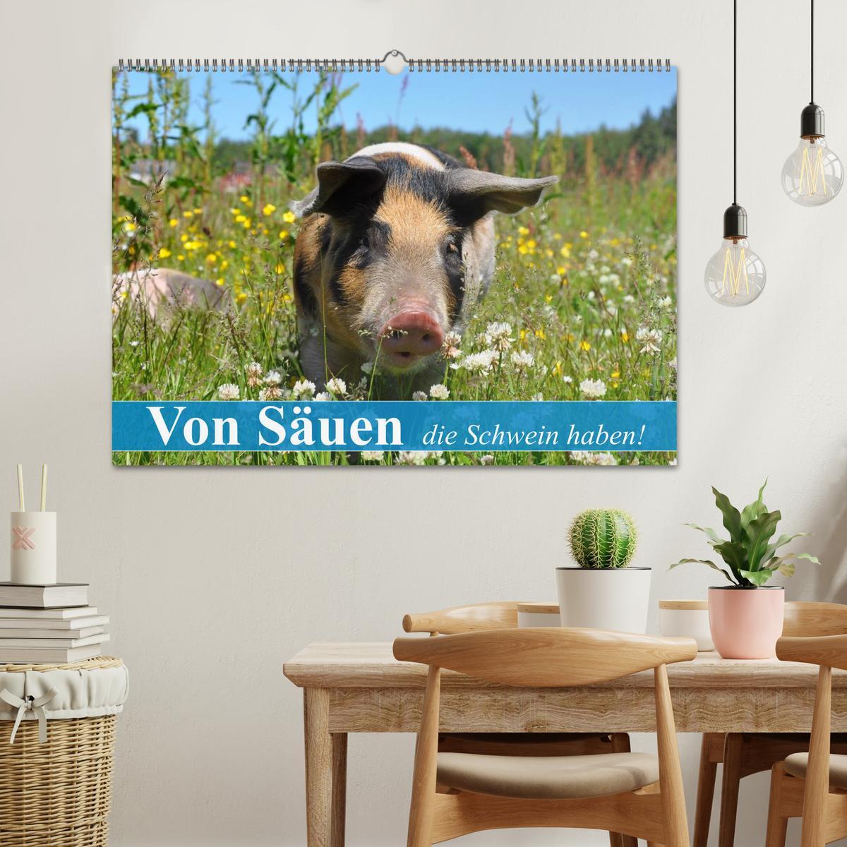 Bild: 9783435601400 | Von Säuen die Schwein haben! (Wandkalender 2025 DIN A2 quer),...