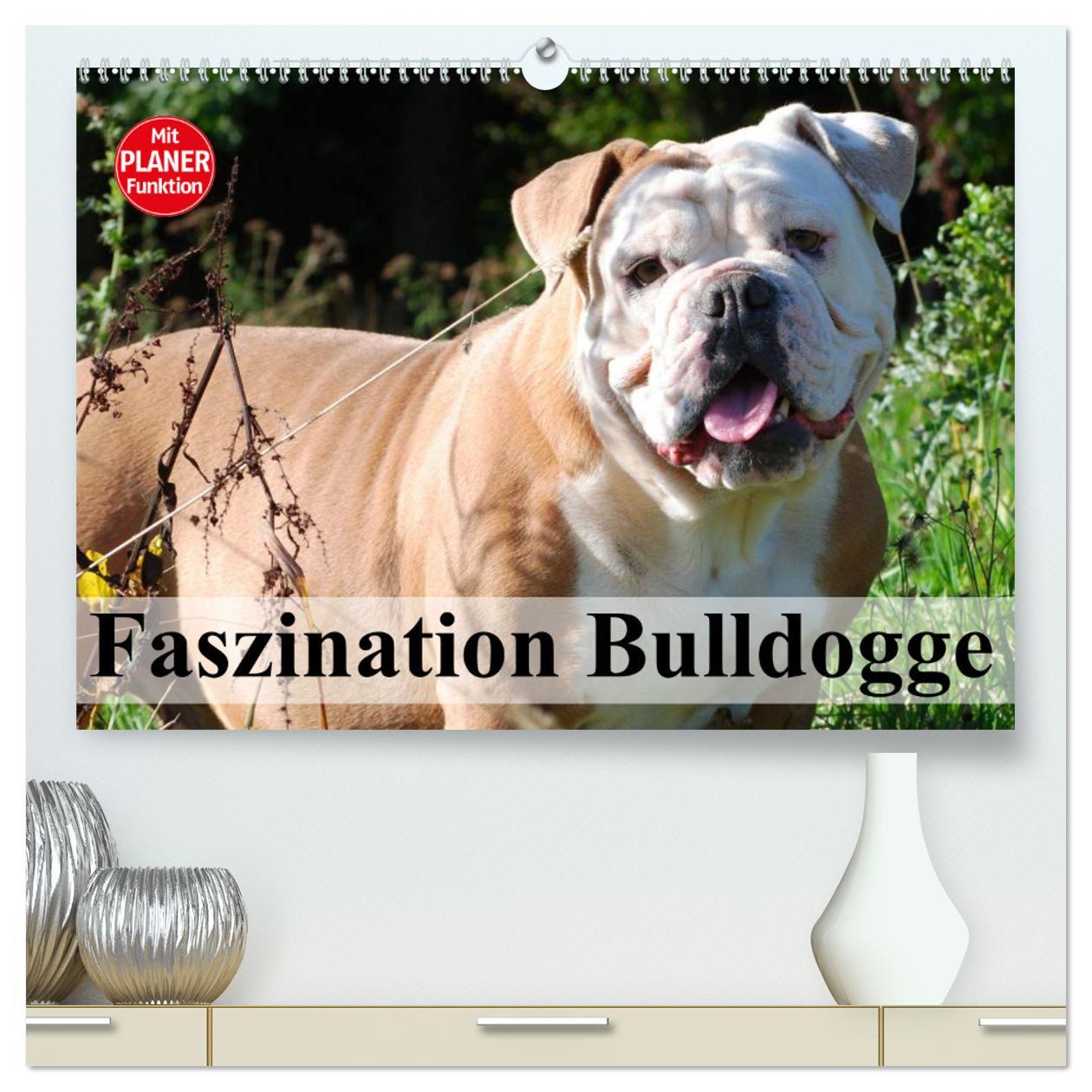 Cover: 9783435530861 | Faszination Bulldogge (hochwertiger Premium Wandkalender 2025 DIN...