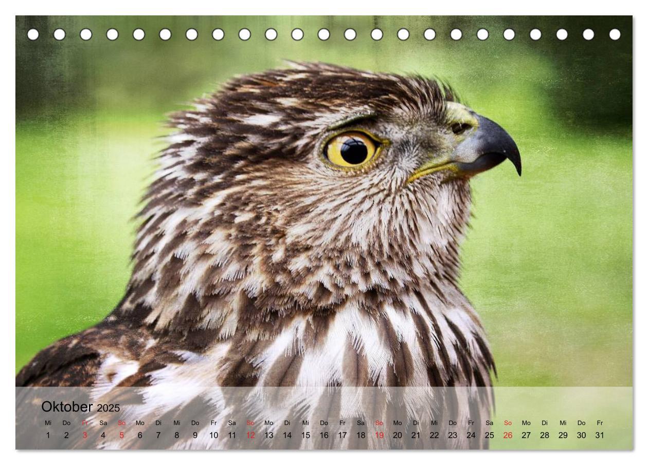 Bild: 9783435650330 | Falken und Greifvögel. Edle Jäger (Tischkalender 2025 DIN A5 quer),...