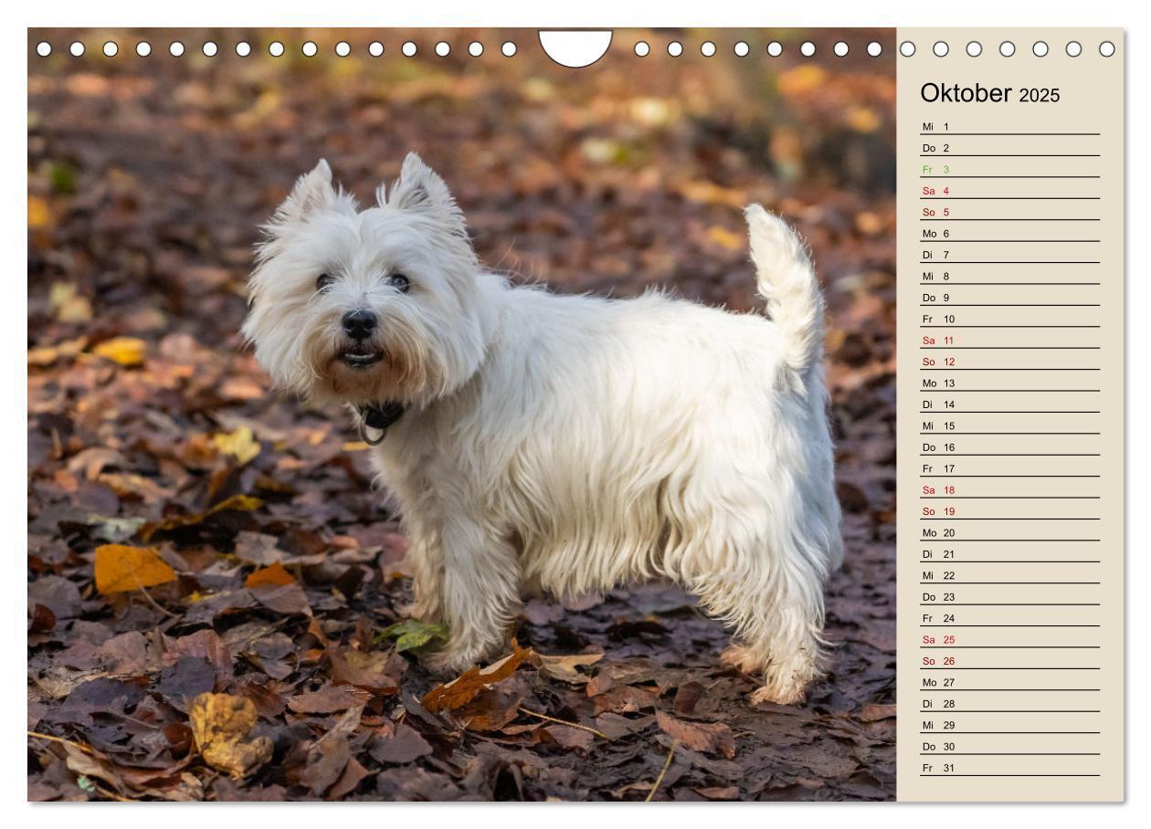 Bild: 9783383867705 | WEST HIGHLAND WHITE TERRIER - DER WESTIE - EIN HUND MIT CHARISMA...