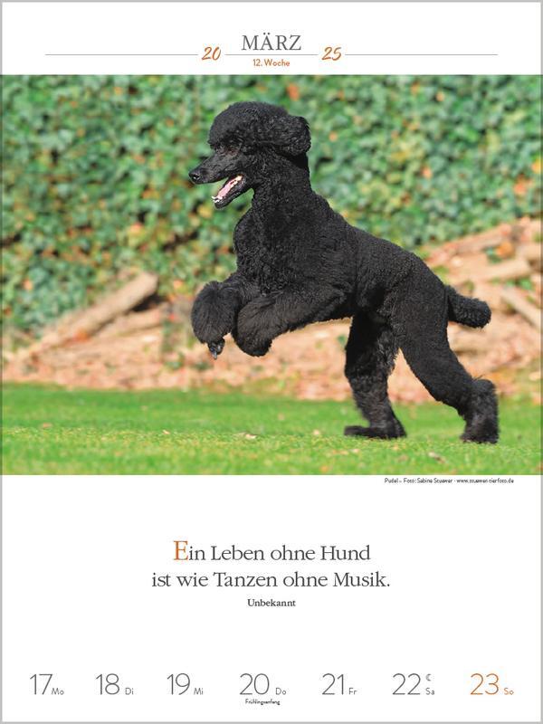 Bild: 9783731877271 | Literaturkalender Hunde 2025 | Verlag Korsch | Kalender | 54 S. | 2025