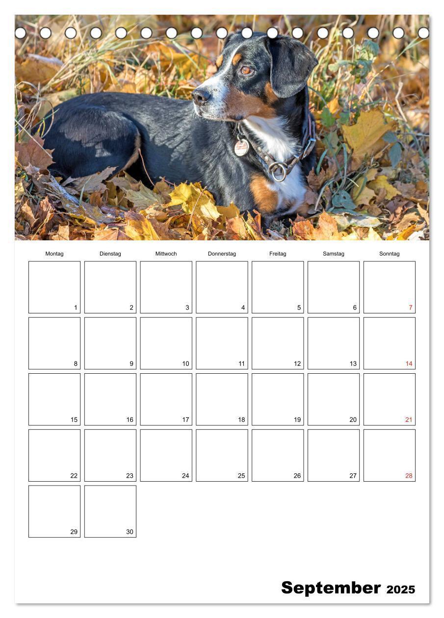 Bild: 9783457025314 | Entlebucher Sennenhunde begleiten Sie durch das Jahr (Tischkalender...