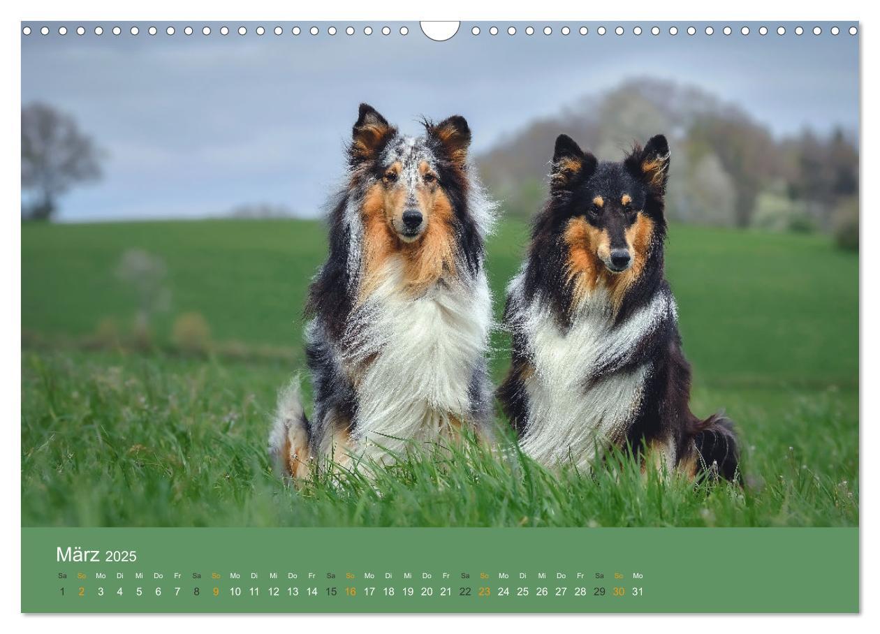 Bild: 9783435018598 | Der Collie der beste Hund der Welt (Wandkalender 2025 DIN A3 quer),...