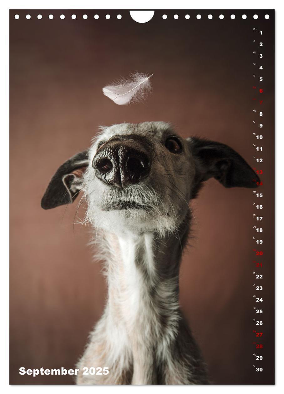 Bild: 9783457230862 | dogmuse deluxe (Wandkalender 2025 DIN A4 hoch), CALVENDO...