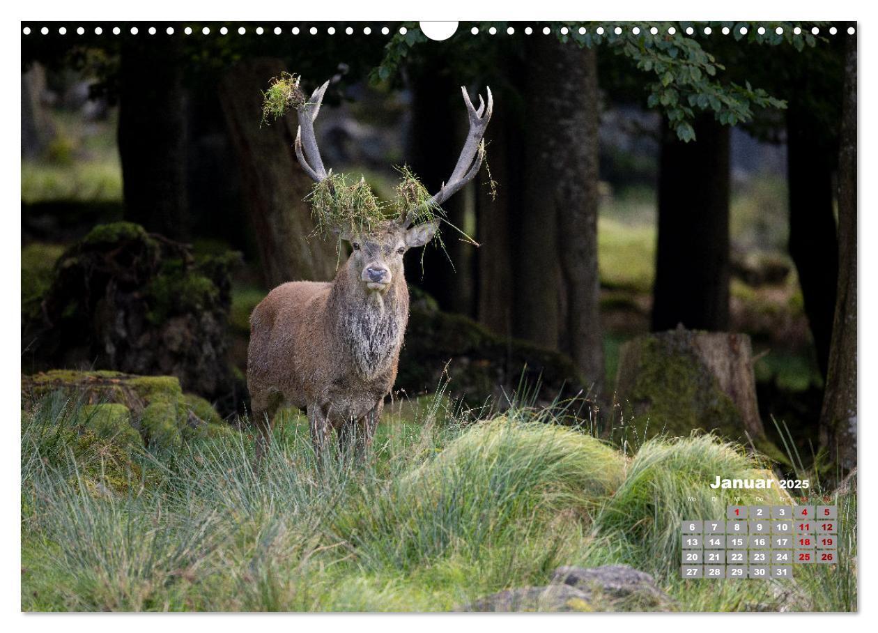 Bild: 9783435003877 | Krafttier Hirsch (Wandkalender 2025 DIN A3 quer), CALVENDO...