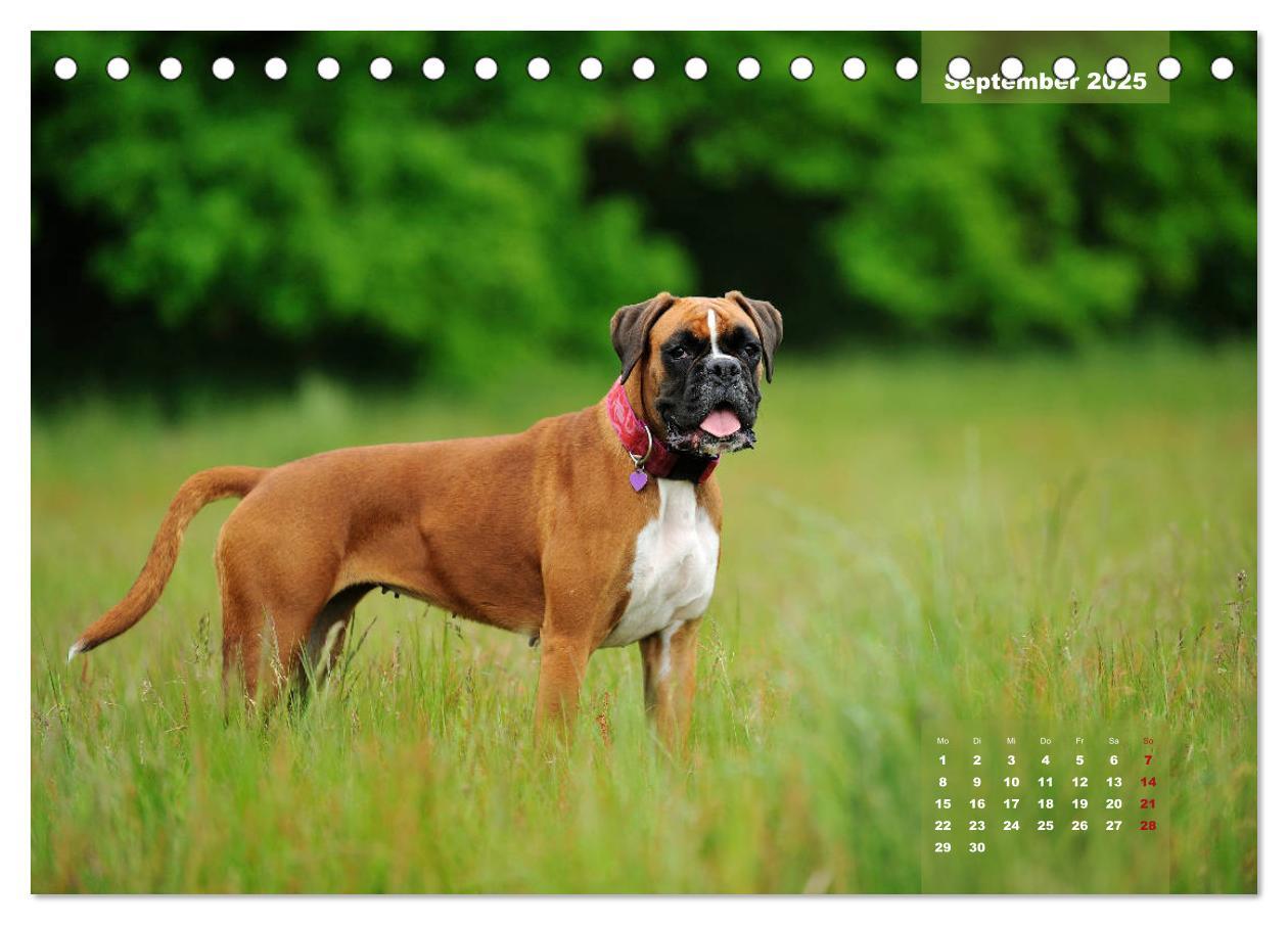 Bild: 9783435178575 | Einmal Boxer - immer Boxer (Tischkalender 2025 DIN A5 quer),...