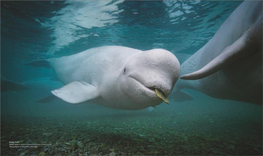 Bild: 9783866907621 | Das geheime Leben der Wale | Brian Skerry | Buch | 192 S. | Deutsch