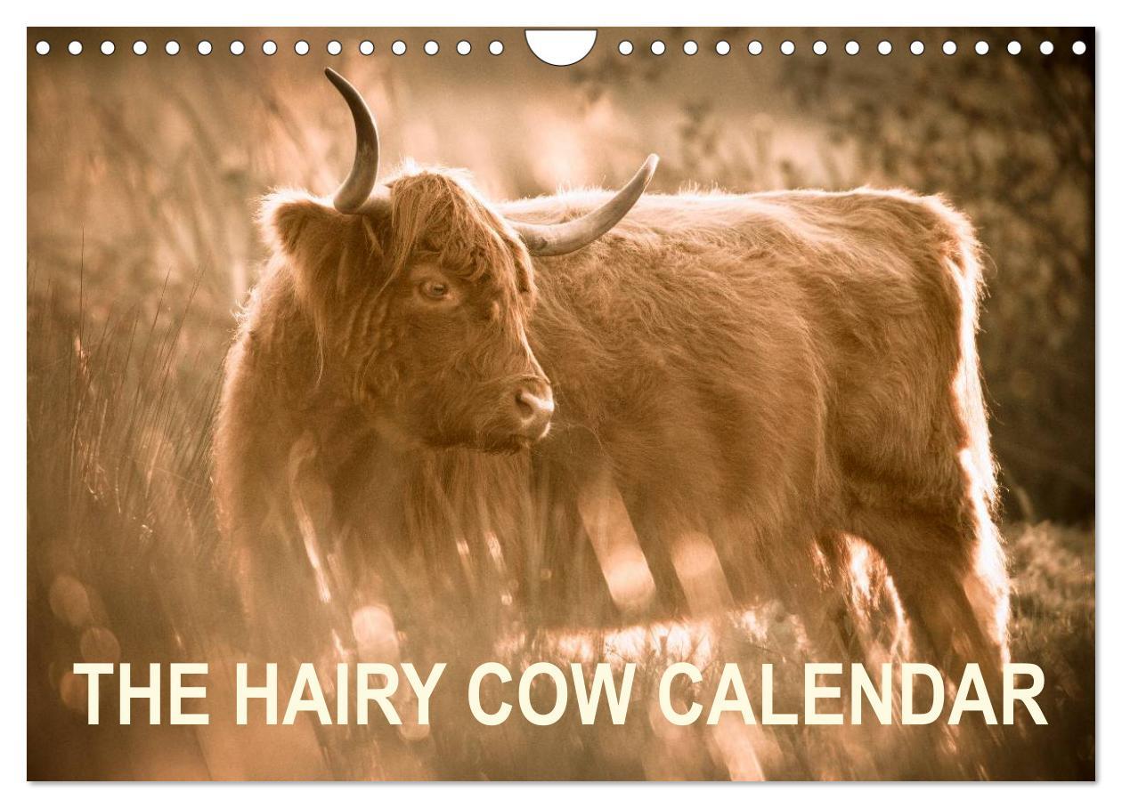 Cover: 9781325956616 | The Hairy Cow Calendar (Wall Calendar 2025 DIN A4 landscape),...