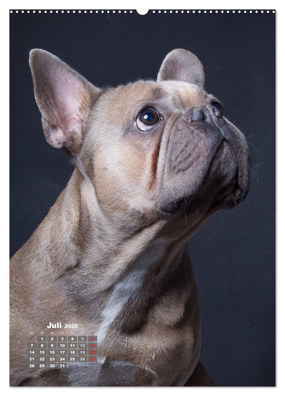 Bild: 9783457009321 | Treue Wegbegleiter, Hunde im Portrait. (Wandkalender 2025 DIN A2...