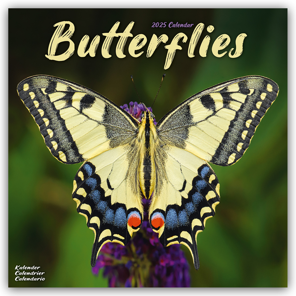 Cover: 9781804604229 | Butterflies - Schmetterlinge 2025 - 16-Monatskalender | Ltd | Kalender