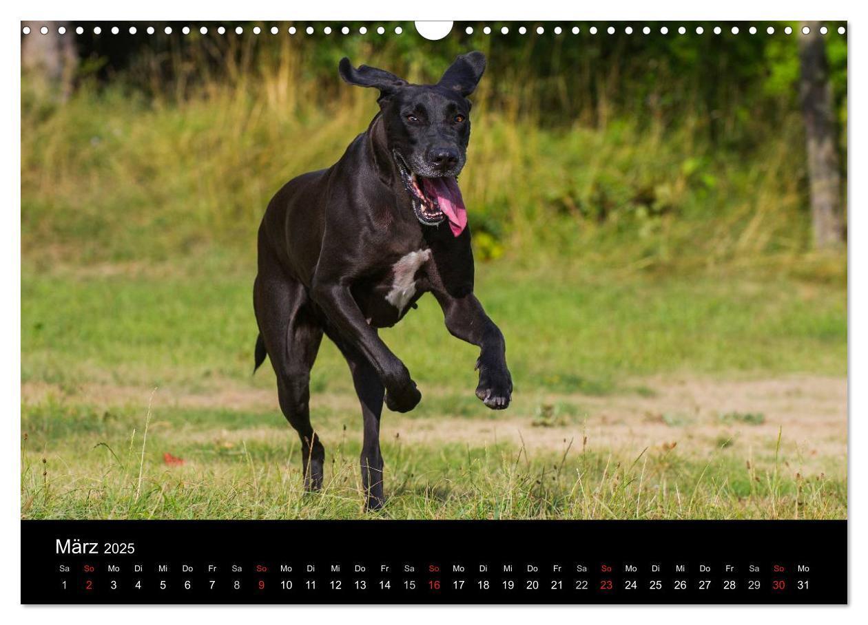 Bild: 9783435761890 | Deutsche Dogge 2025 (Wandkalender 2025 DIN A3 quer), CALVENDO...