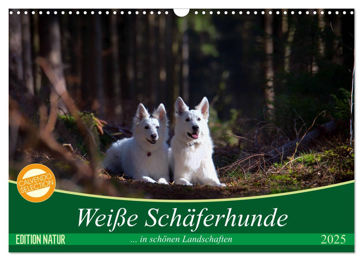 Cover: 9783435415427 | Weiße Schäferhunde in schönen Landschaften (Wandkalender 2025 DIN...