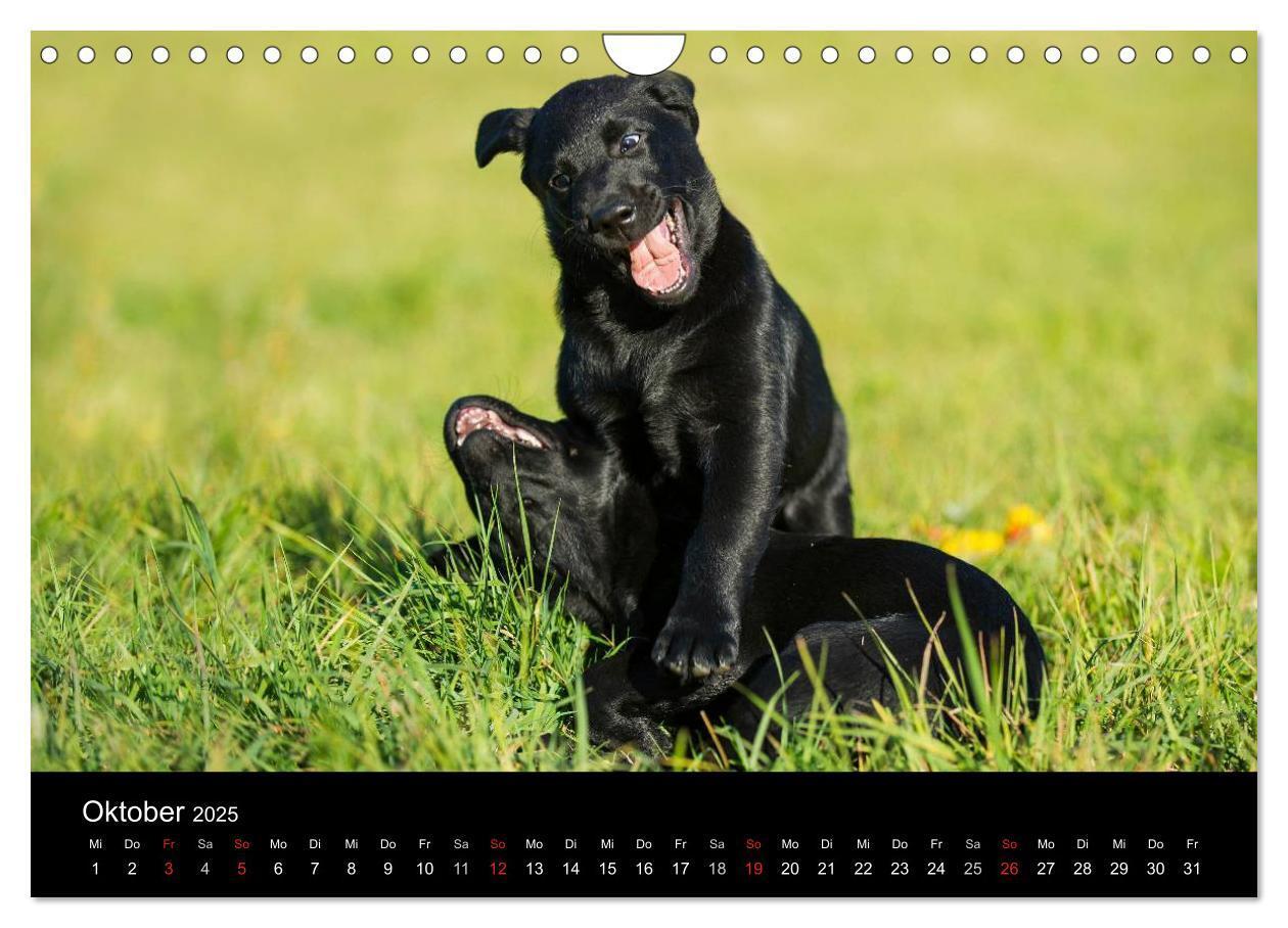 Bild: 9783435761692 | Labrador Retriever 2025 (Wandkalender 2025 DIN A4 quer), CALVENDO...