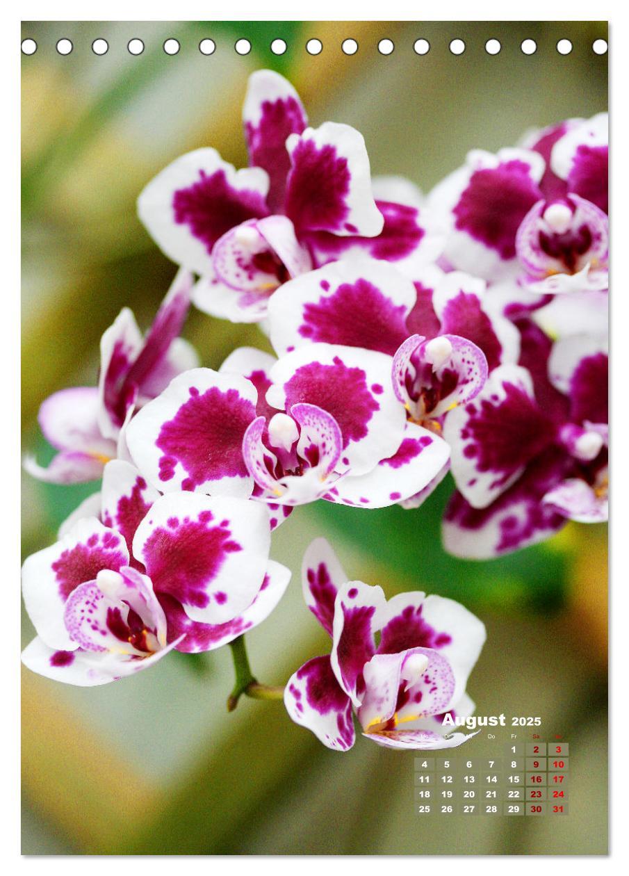 Bild: 9783435894772 | Traumhafte Orchideen (Tischkalender 2025 DIN A5 hoch), CALVENDO...