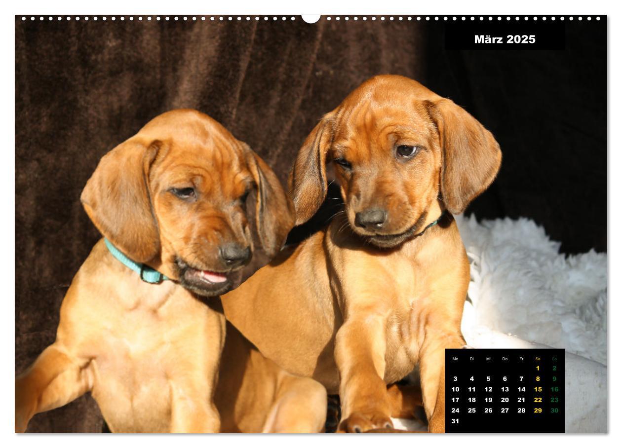 Bild: 9783383889677 | Rhodesian Ridgeback, Charmante Herzensbrecher (hochwertiger Premium...