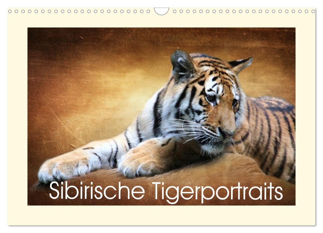 Cover: 9783435449033 | Sibirische Tigerportraits (Wandkalender 2025 DIN A3 quer), CALVENDO...