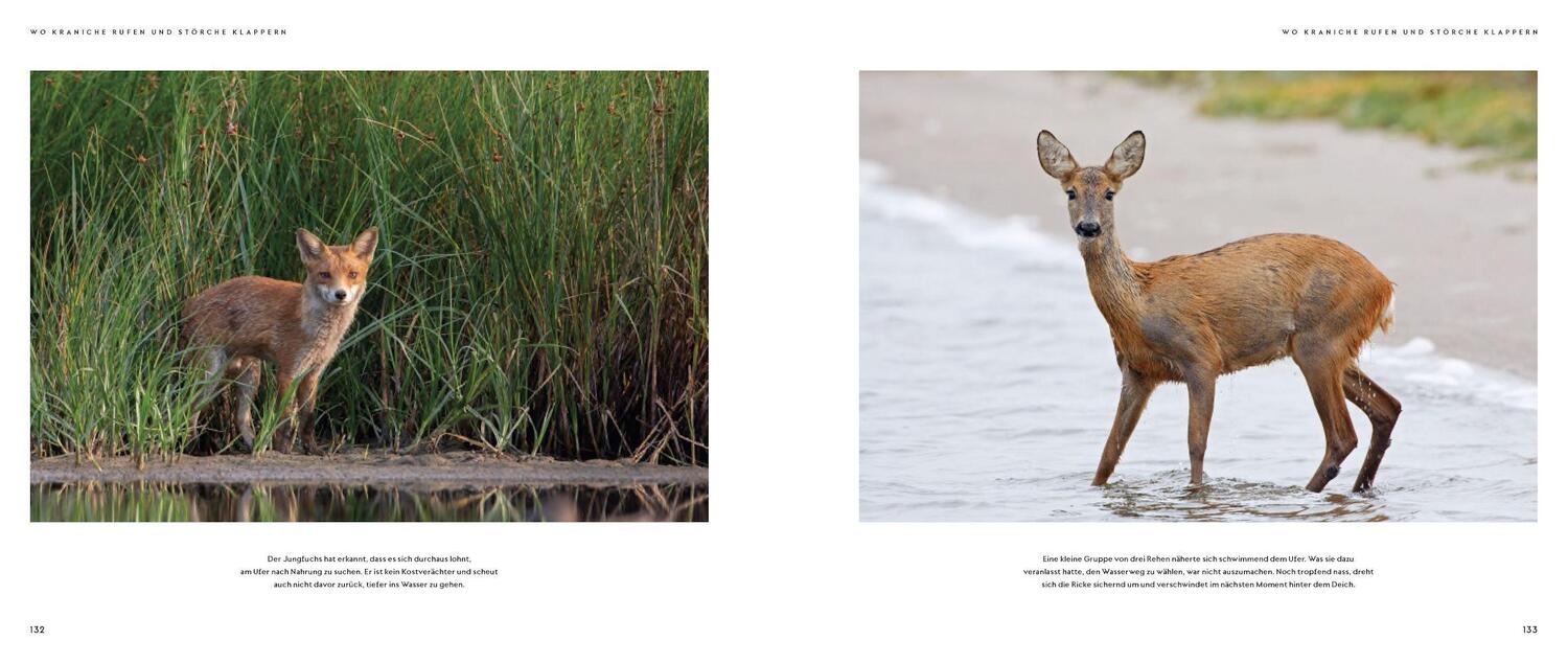 Bild: 9783957286680 | Wilde Elbe | Naturschätze zwischen Riesengebirge und Wattenmeer | V.