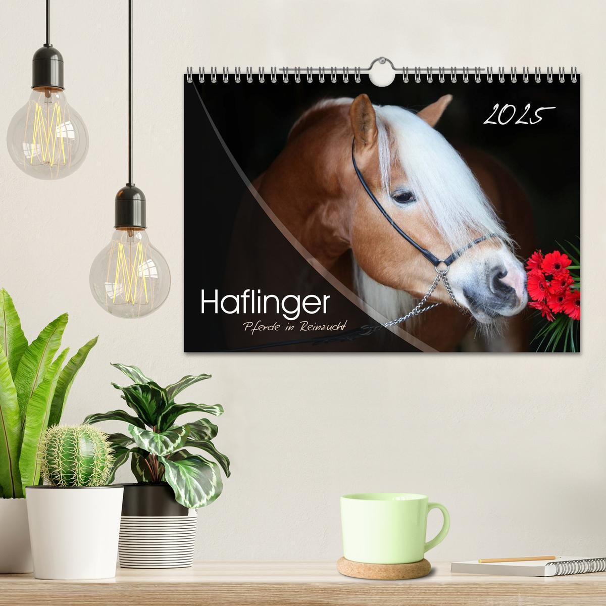 Bild: 9783435505494 | Haflinger-Pferde in Reinzucht (Wandkalender 2025 DIN A4 quer),...