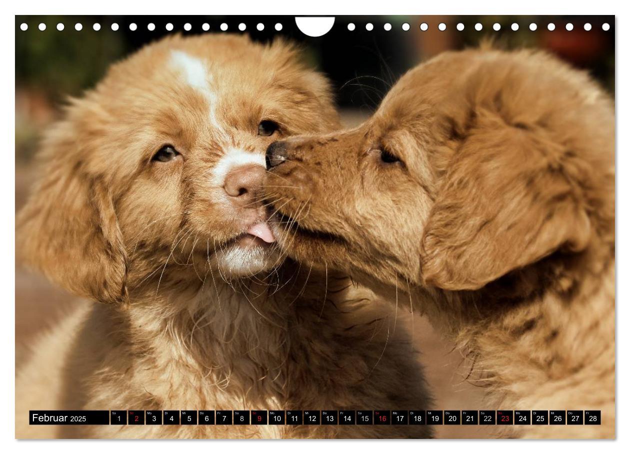 Bild: 9783435569663 | Nova Scotia Duck Tolling Retriever (Wandkalender 2025 DIN A4 quer),...