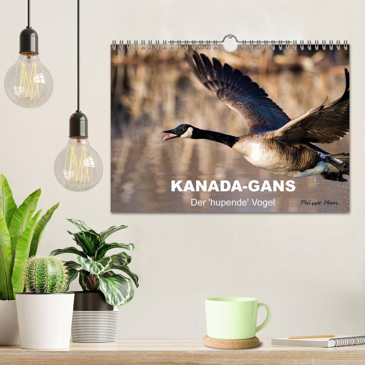 Bild: 9783435733378 | KANADA-GANS - Der 'hupende' Vogel (Wandkalender 2025 DIN A4 quer),...