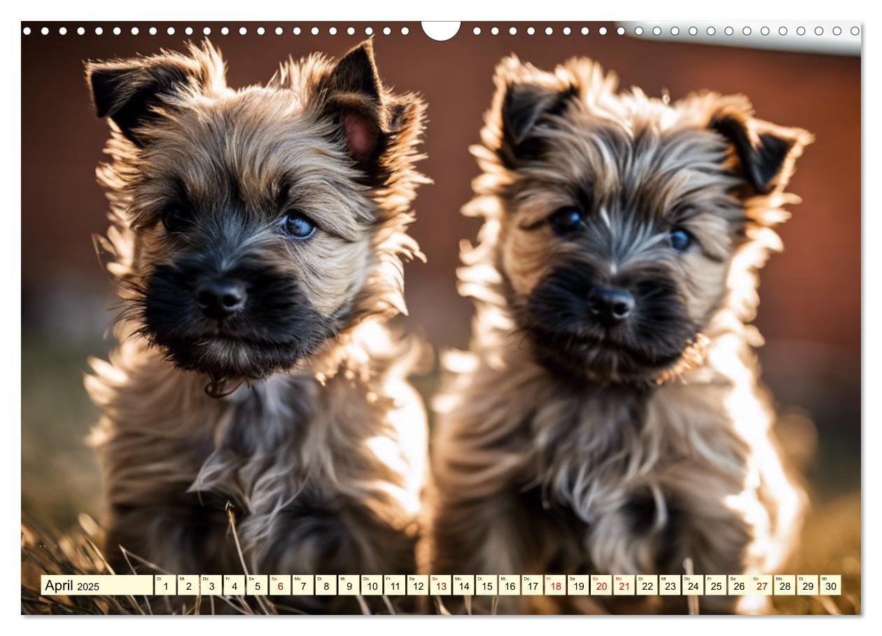 Bild: 9783435419906 | Cairn Terrier - lustiges Raubein aus Schottland (Wandkalender 2025...