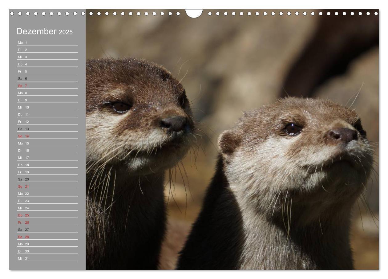 Bild: 9783435549467 | Otter. Frech, laut und clever (Wandkalender 2025 DIN A3 quer),...