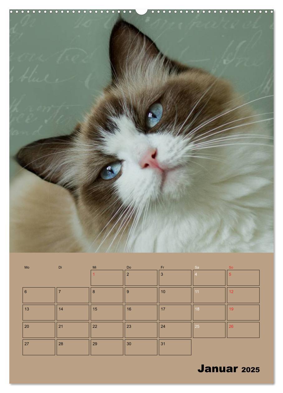 Bild: 9783457012505 | Ragdolls zum Verlieben (Wandkalender 2025 DIN A2 hoch), CALVENDO...