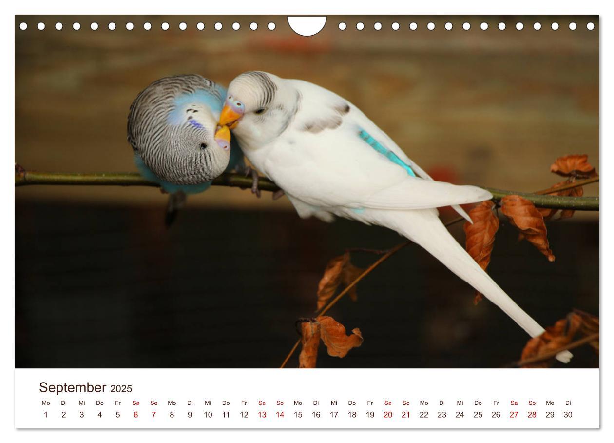 Bild: 9783435377473 | Wellensittiche - der NEUE Kalender (Wandkalender 2025 DIN A4 quer),...