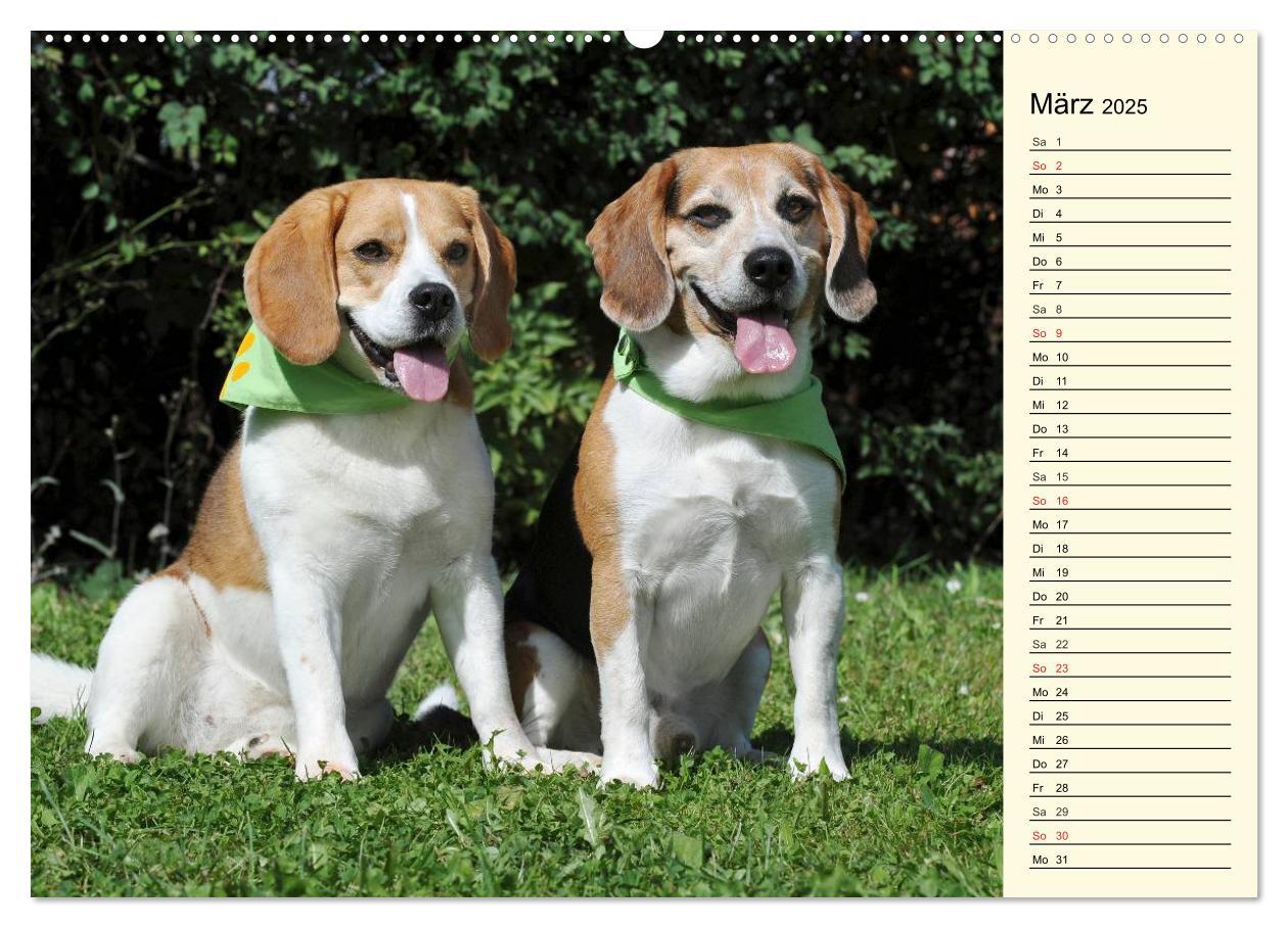 Bild: 9783435540884 | Beagle - Herz auf 4 Pfoten (Wandkalender 2025 DIN A2 quer),...