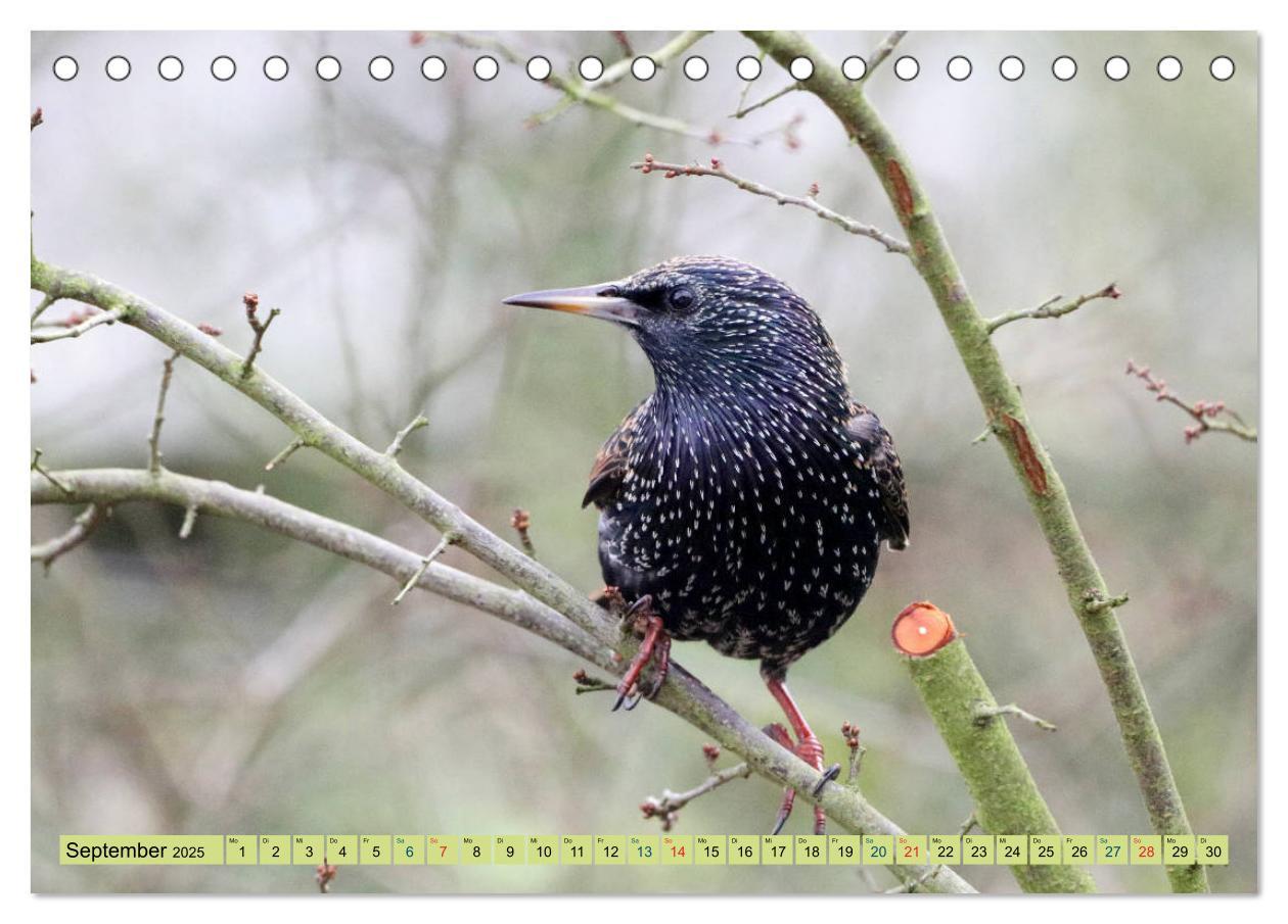 Bild: 9783435147212 | Gefiederte Gesellen - Vögel aus Wald und Garten (Tischkalender 2025...