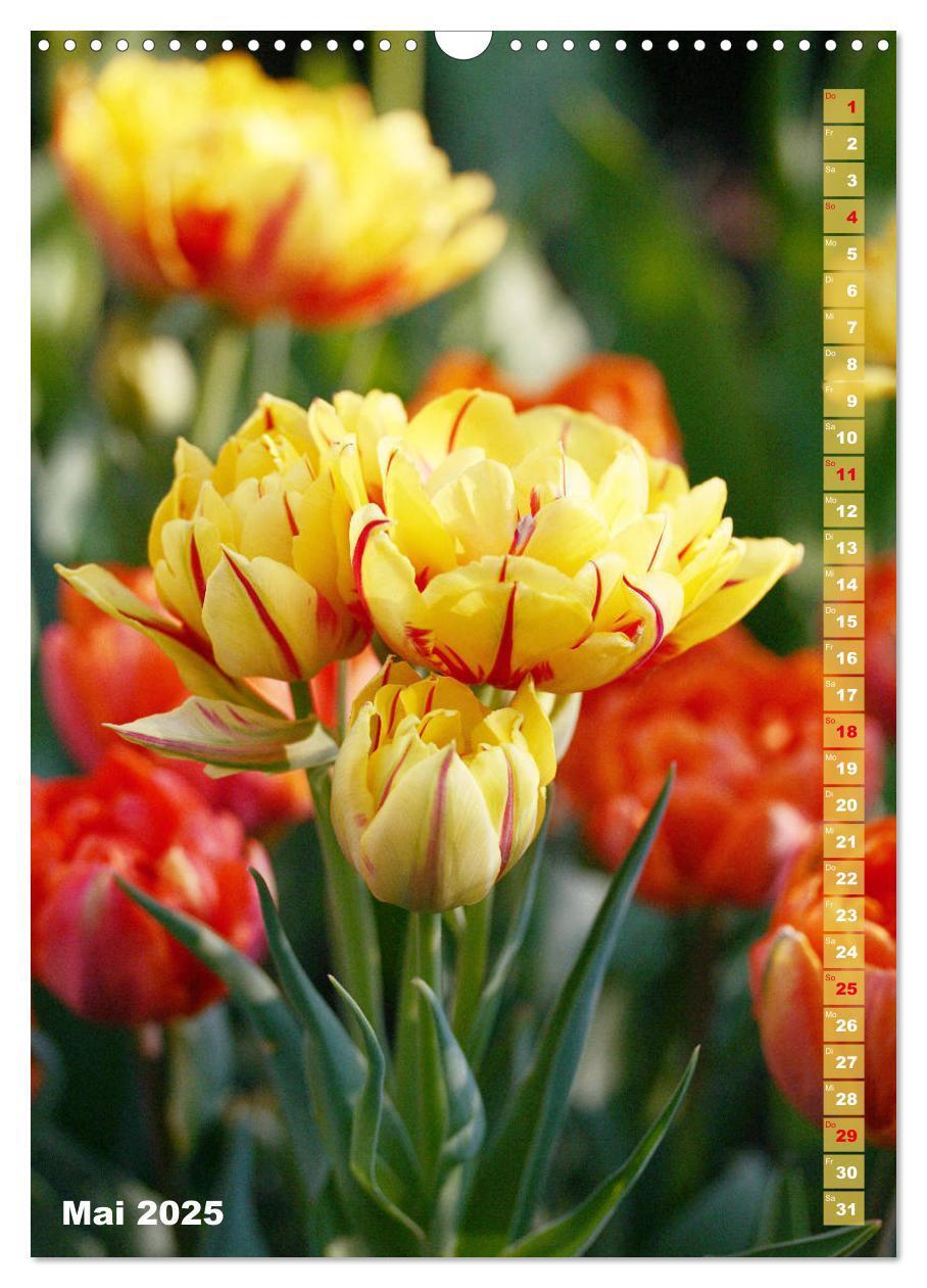 Bild: 9783435966134 | Bunte Tulpenpracht (Wandkalender 2025 DIN A3 hoch), CALVENDO...