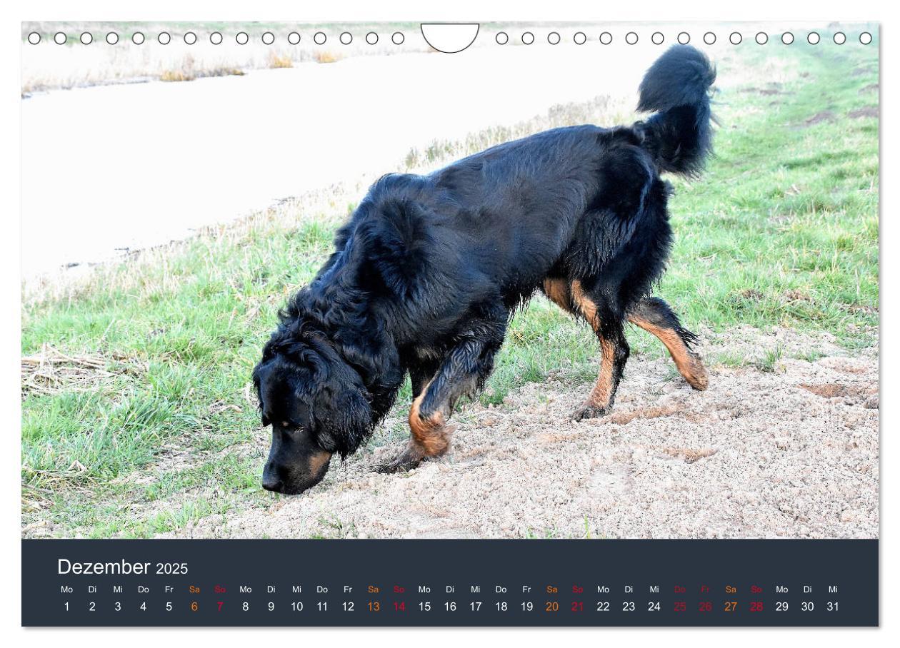 Bild: 9783435150052 | Ein Hovawart, ein Wachhund (Wandkalender 2025 DIN A4 quer),...