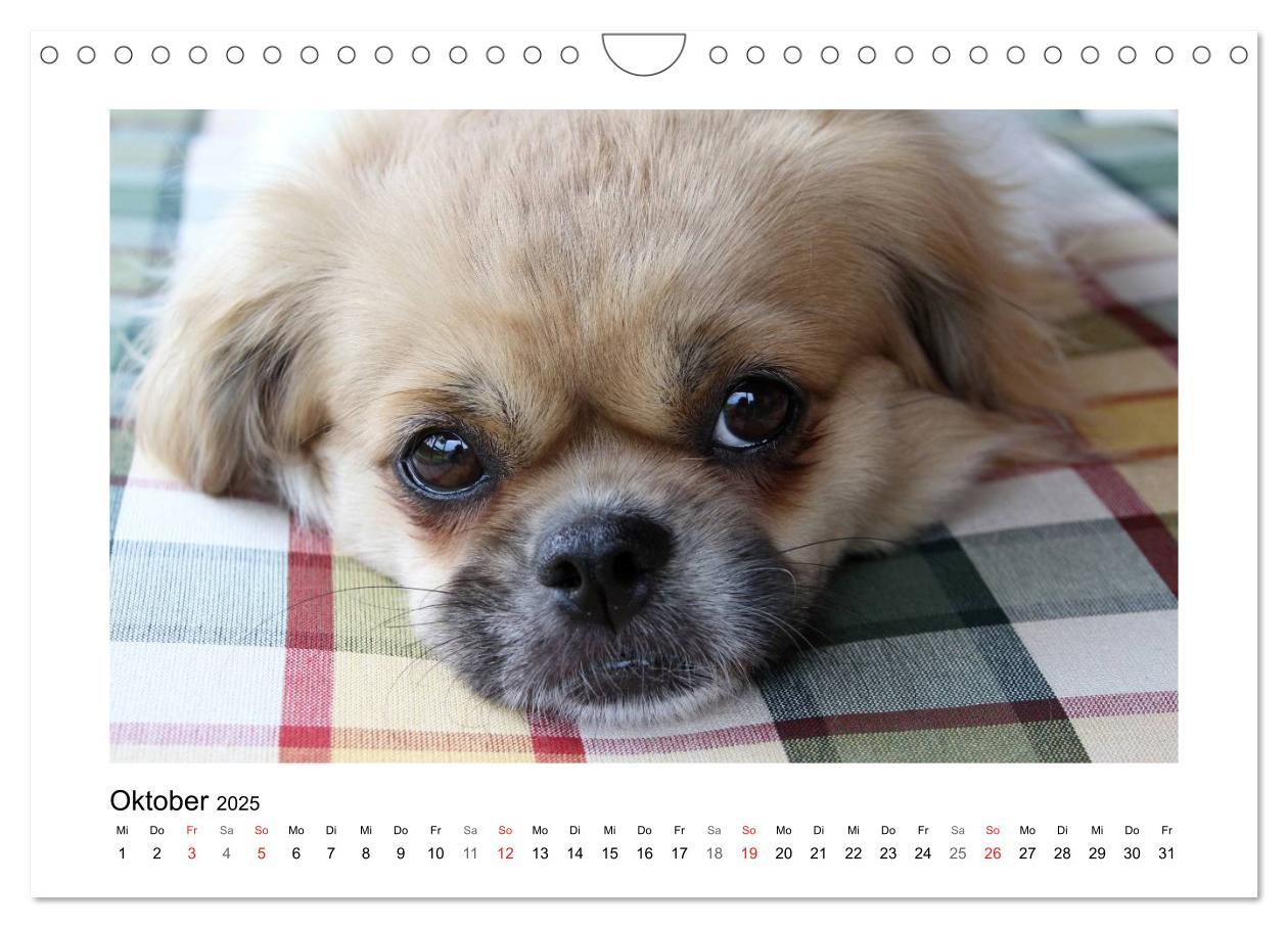 Bild: 9783435681570 | Tibet-Spaniel (Wandkalender 2025 DIN A4 quer), CALVENDO Monatskalender