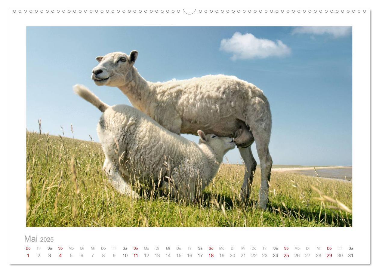 Bild: 9783435644520 | Nordsee Schafe (Wandkalender 2025 DIN A2 quer), CALVENDO...