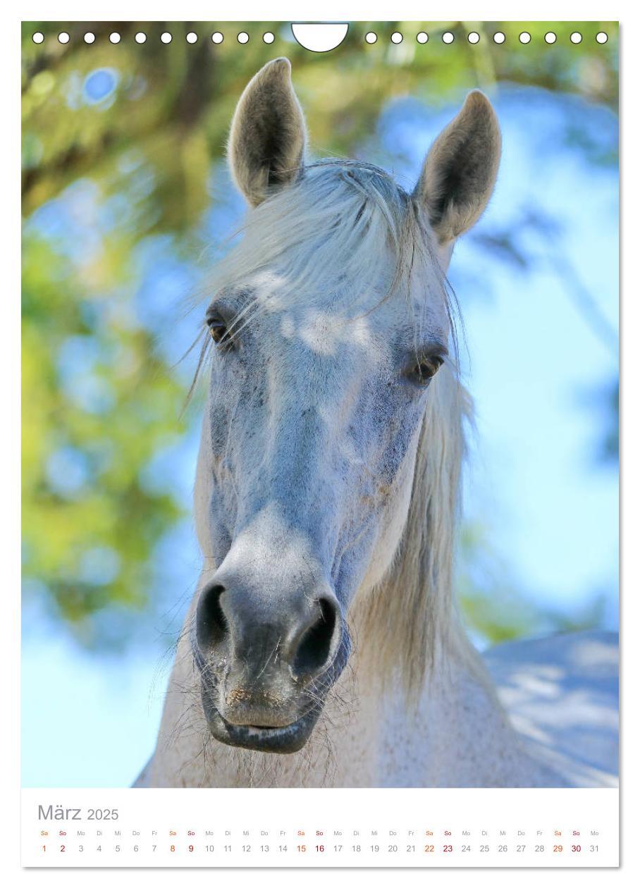 Bild: 9783435987702 | Caballos - Die schönen Pferde Spaniens (Wandkalender 2025 DIN A4...