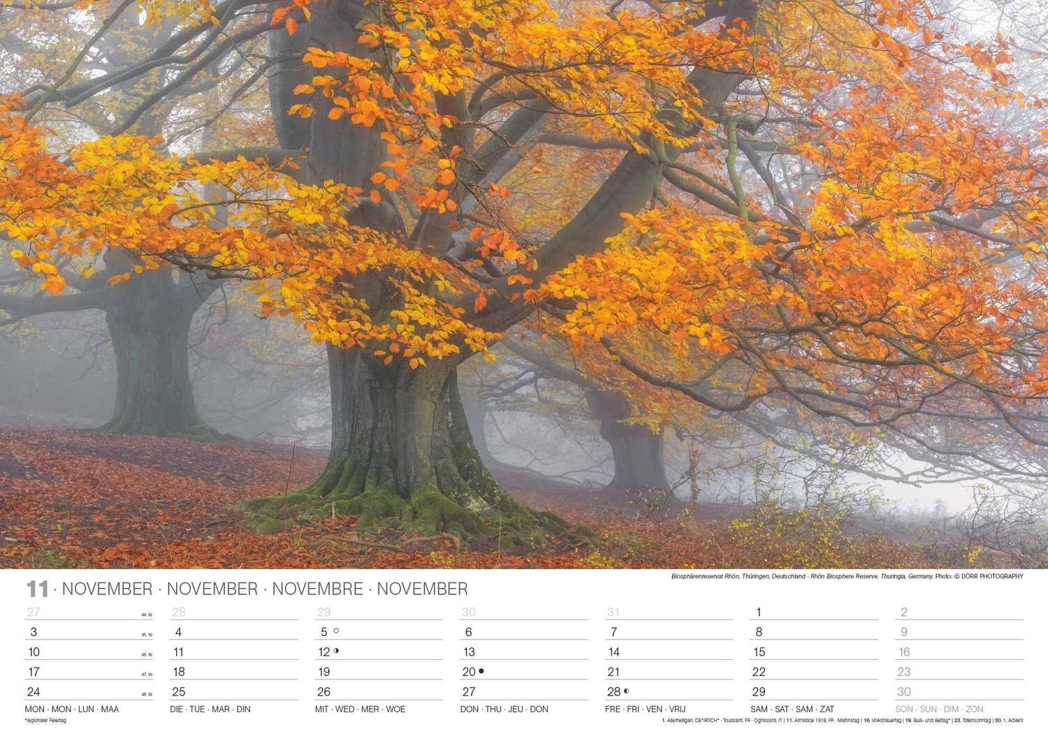 Bild: 4002725994271 | Malerische Wälder 2025 - Wand-Kalender - 42x29,7 - Wald - Natur | 2025