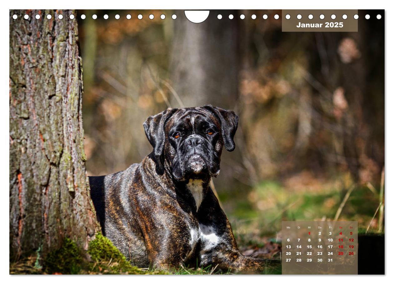 Bild: 9783435110896 | Boxer Frech und fröhlich durch das Jahr (Wandkalender 2025 DIN A4...