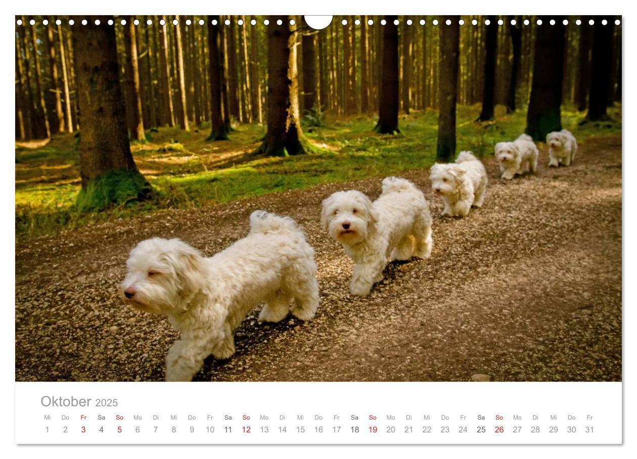 Bild: 9783435503711 | Havaneser - Herz aus Gold (Wandkalender 2025 DIN A3 quer), CALVENDO...